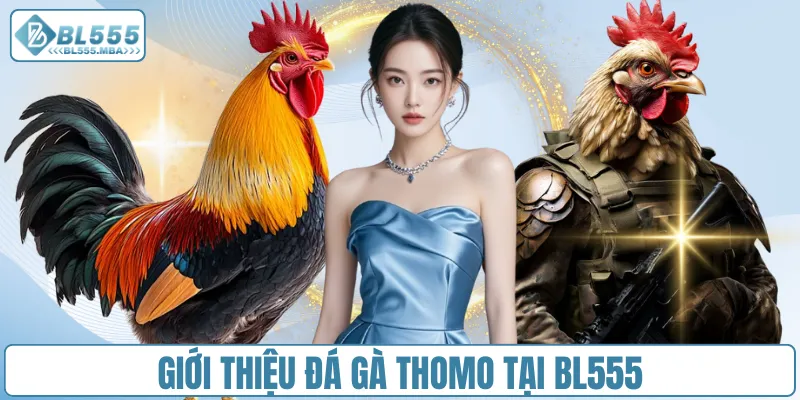 Đá Gà Thomo – Cược Nhanh Và Nhận Thưởng Hấp Dẫn Tại BL555 1 Giới thiệu đá gà Thomo tại BL555