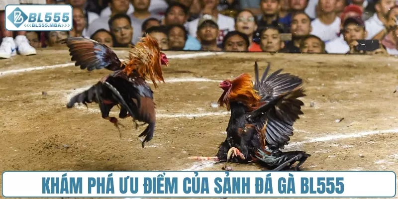 Khám phá ưu điểm của sảnh đá gà BL555