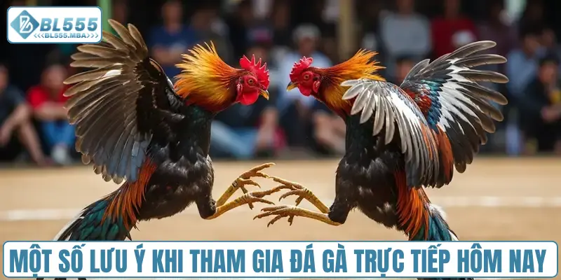 Cá Cược Đá Gà Trực Tiếp Hôm Nay Hấp Dẫn Cùng BL555 4 Một số lưu ý khi tham gia đá gà trực tiếp hôm nay