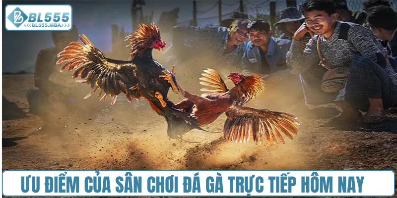Cá Cược Đá Gà Trực Tiếp Hôm Nay Hấp Dẫn Cùng BL555 1 Ưu điểm của sân chơi đá gà trực tiếp hôm nay tại BL555